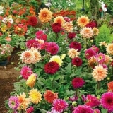 Kako pravilno čuvati dalije nakon kopanja